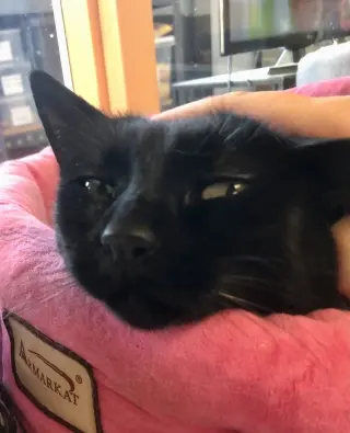 Purrcie