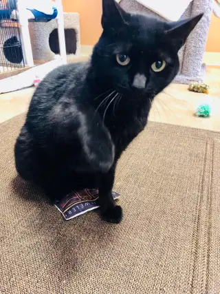 Purrcie