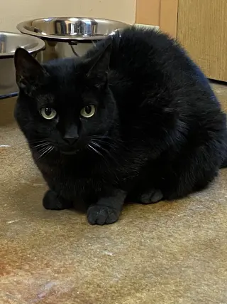Purrcie