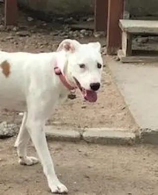 Lady
