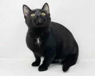 Ct Litter Felicity