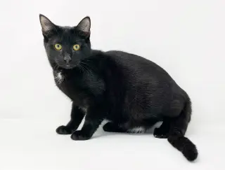 Ct Litter Felicity