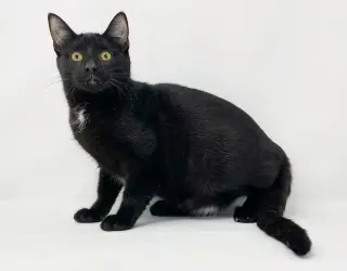 Ct Litter Felicity