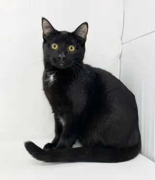 Ct Litter Felicity