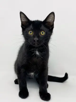 Ct Litter Felicity