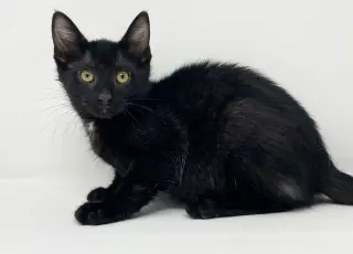 Ct Litter Felicity