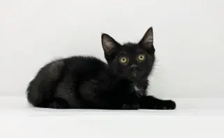 Ct Litter Felicity
