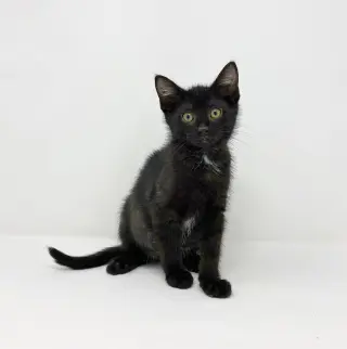 Ct Litter Felicity