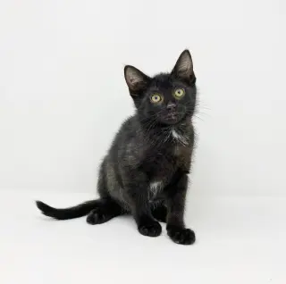 Ct Litter Felicity