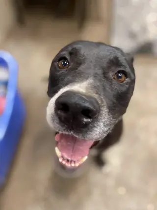 Maliboo