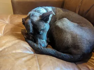 Marley