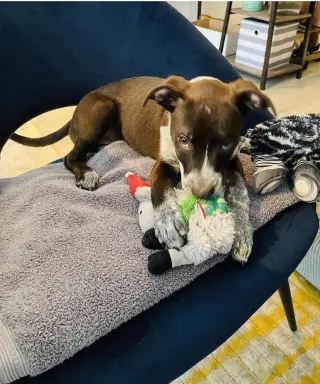 Marley