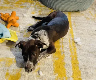 Marley