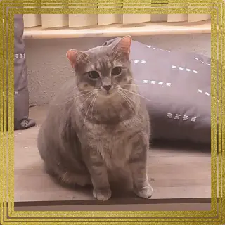 Meowlica
