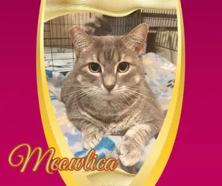 Meowlica