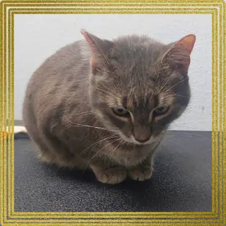 Meowlica