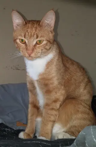 Gin Gin (Courtesy Post)