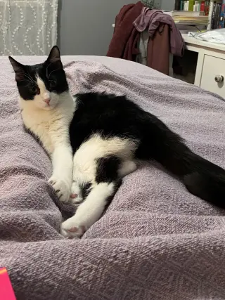 Catori