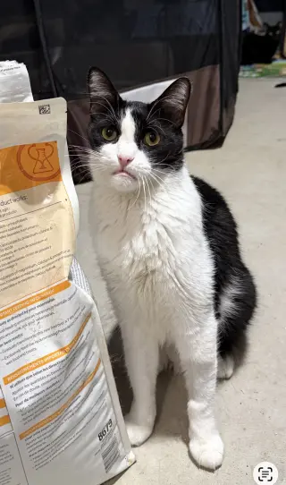 Catori