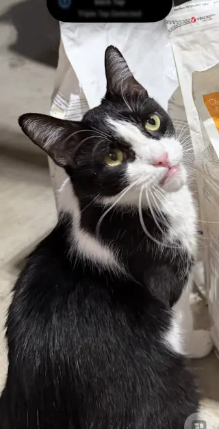 Catori