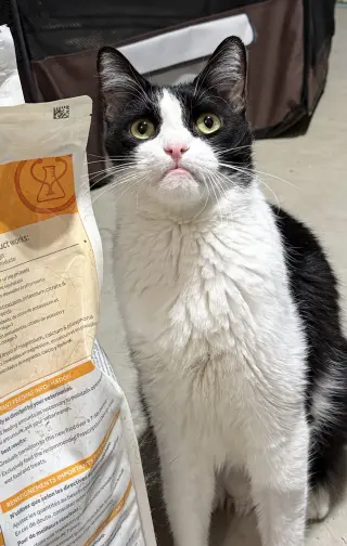 Catori