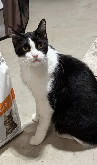 Catori