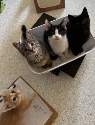 ***Kitten Special 2 for $200