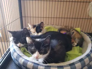***Kitten Special 2 for $200