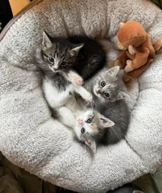 ***Kitten Special 2 for $200