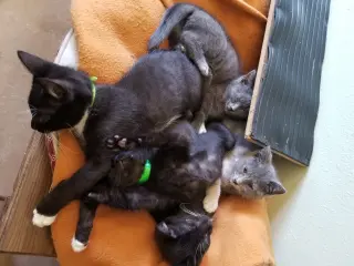 ***Kitten Special 2 for $200
