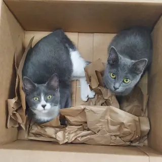 ***Kitten Special 2 for $200