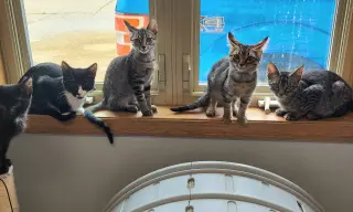 ***Kitten Special 2 for $200