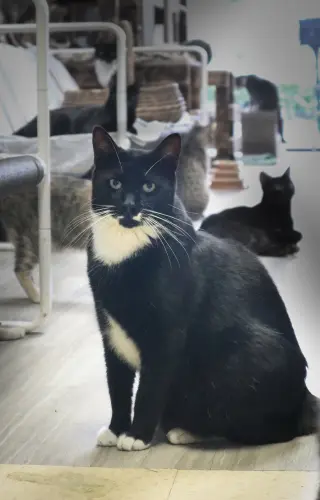 Mr. Wiskers