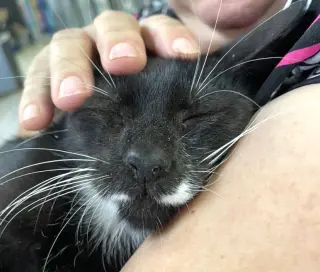 Mr. Wiskers
