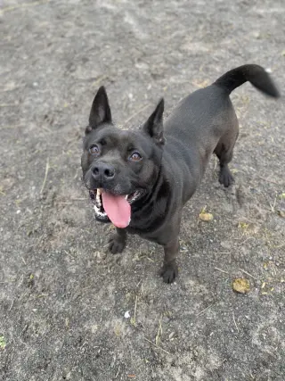 Tyson