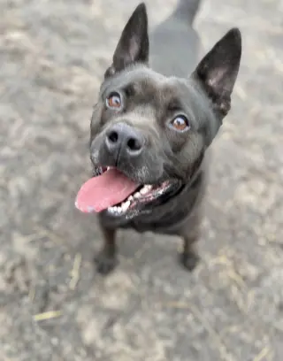 Tyson