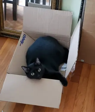 Stoli
