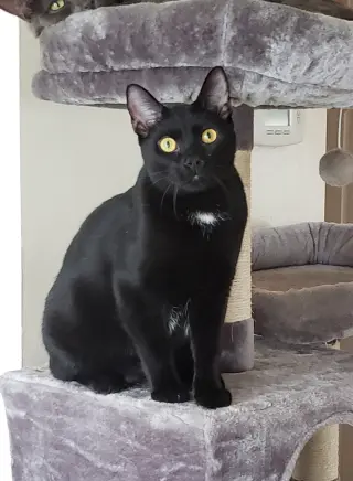 Stoli