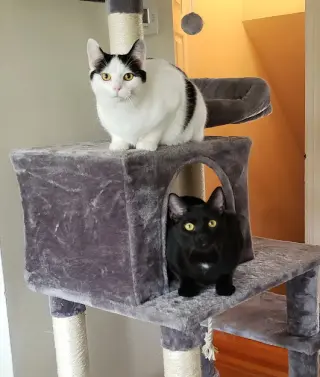 Stoli