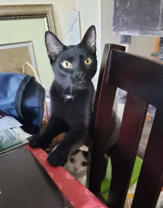 Stoli
