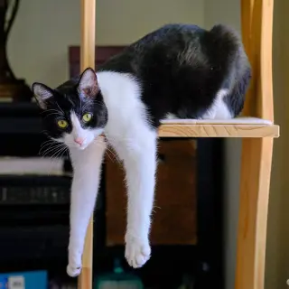 Spot