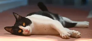 Spot