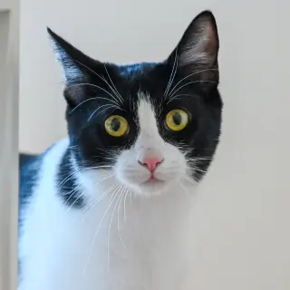 Spot