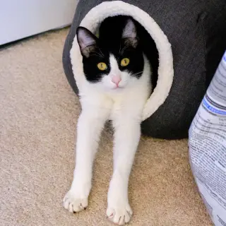 Spot
