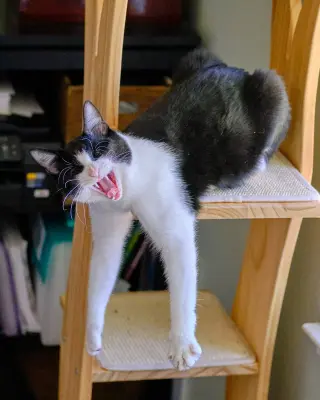 Spot