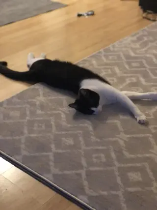 Spot