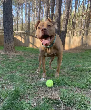 Frankie