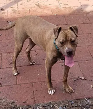 Frankie