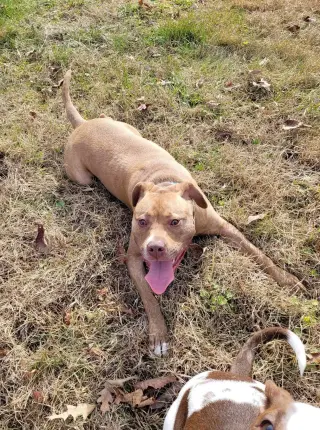 Frankie