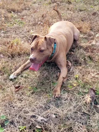 Frankie
